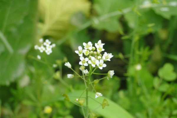 荠菜开花是什么样子