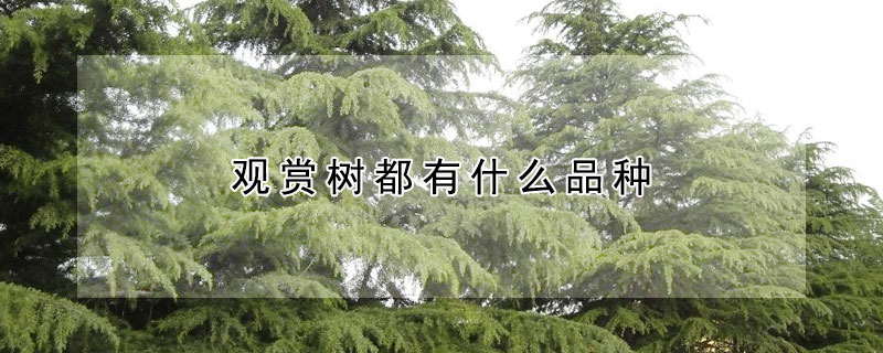 观赏树都有什么品种