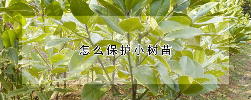 怎么保护小树苗