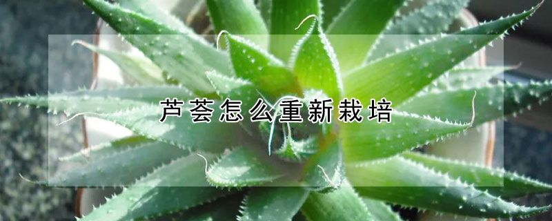 芦荟怎么重新栽培