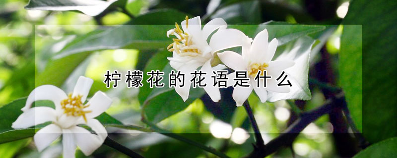 柠檬花的花语是什么