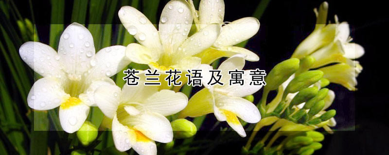 苍兰花语及寓意