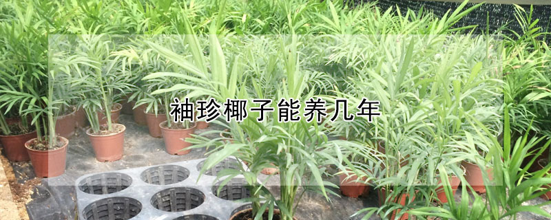 袖珍椰子能养几年