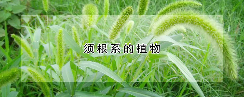 须根系的植物