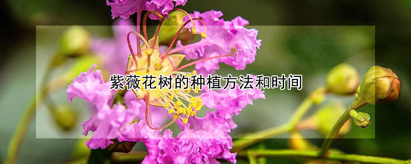 紫薇花树的种植方法和时间
