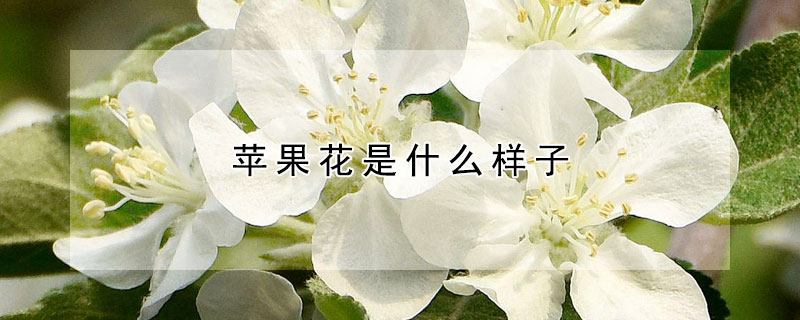 苹果花是什么样子