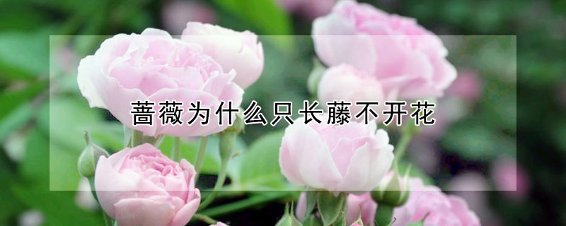 蔷薇为什么只长藤不开花