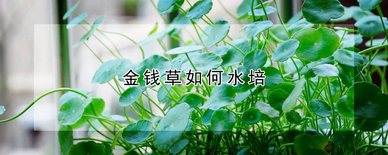 金钱草如何水培