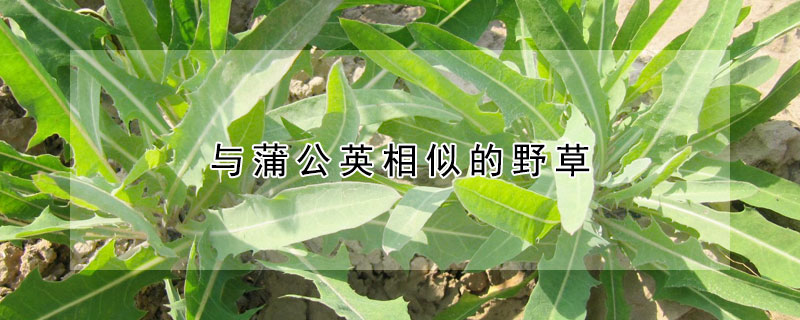 与蒲公英相似的野草