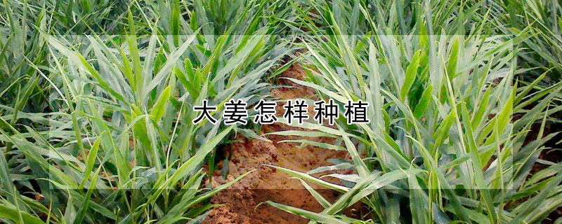 大姜怎样种植