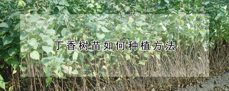 丁香树苗如何种植方法