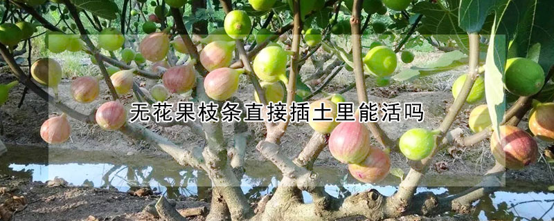 无花果枝条直接插土里能活吗