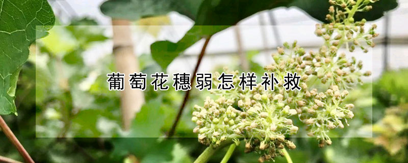 葡萄花穗弱怎样补救