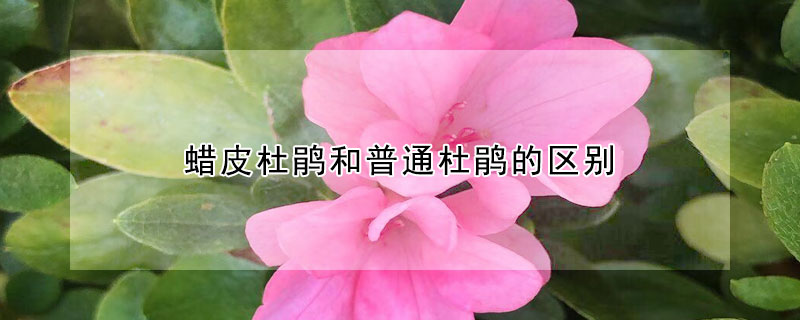 蜡皮杜鹃和普通杜鹃的区别