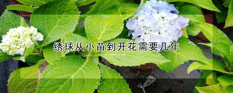 绣球从小苗到开花需要几年