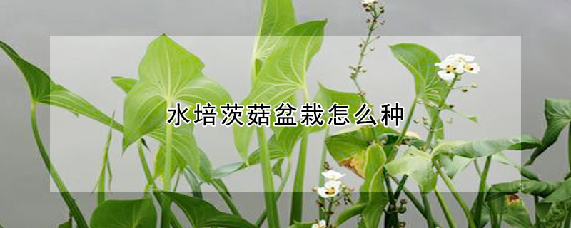 水培茨菇盆栽怎么种