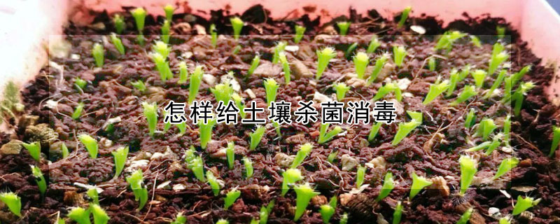 怎样给土壤杀菌消毒