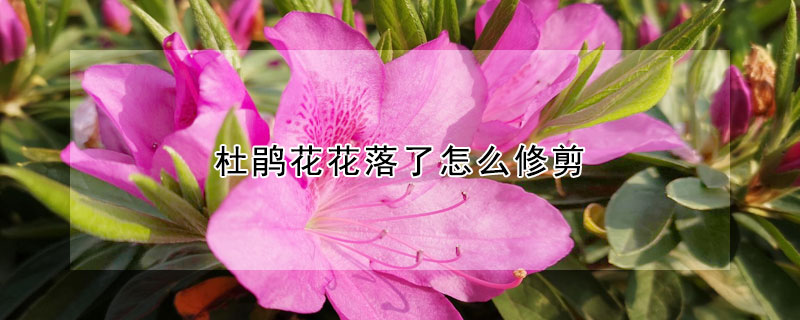 杜鹃花花落了怎么修剪