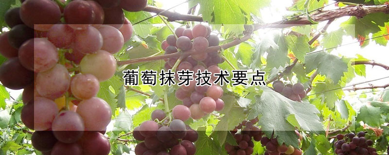 葡萄抹芽技术要点