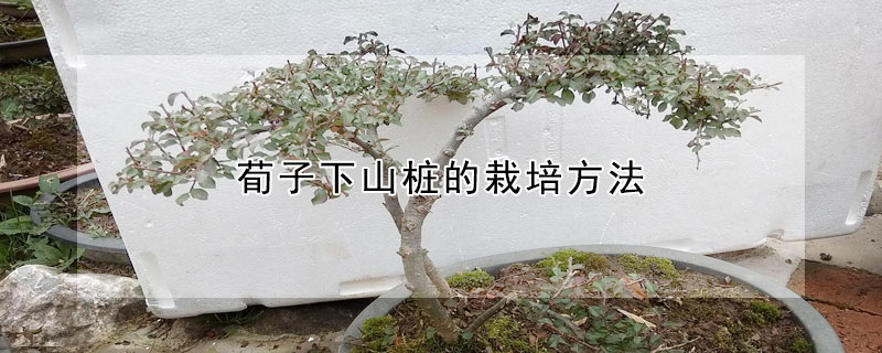 荀子下山桩的栽培方法