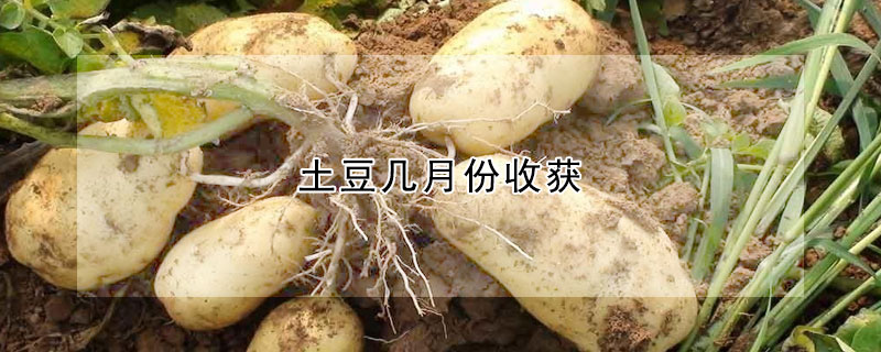 土豆几月份收获