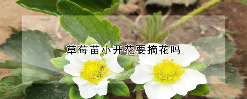 草莓苗小开花要摘花吗