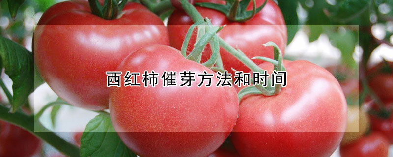 西红柿催芽方法和时间