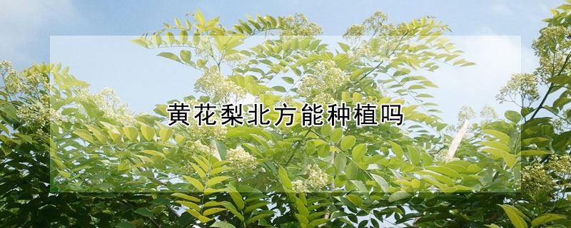 黄花梨北方能种植吗