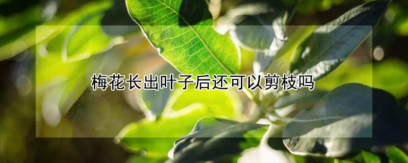 梅花长出叶子后还可以剪枝吗