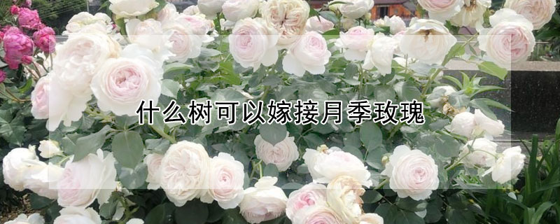 什么树可以嫁接月季玫瑰
