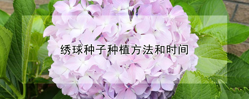 绣球种子种植方法和时间