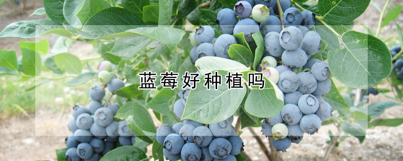 蓝莓好种植吗