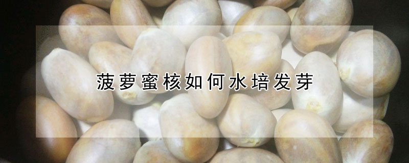 菠萝蜜核如何水培发芽