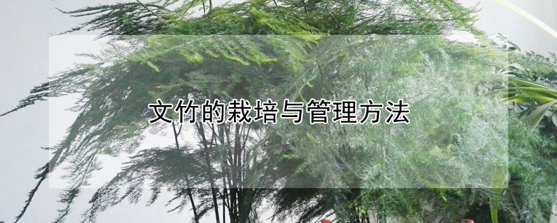 文竹的栽培与管理方法