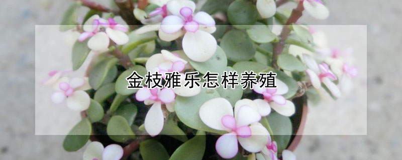 金枝雅乐怎样养殖