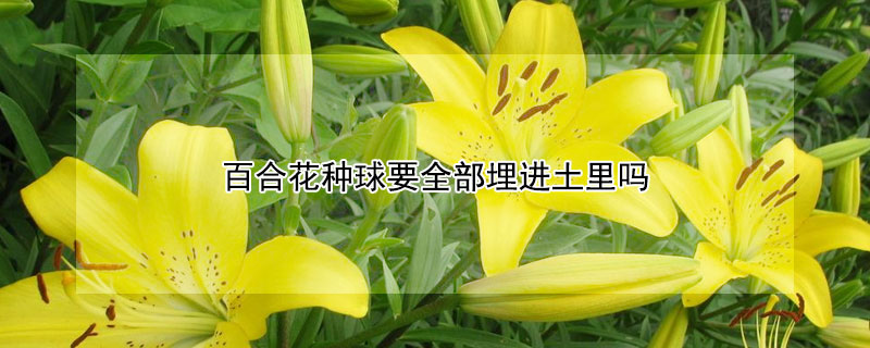 百合花种球要全部埋进土里吗