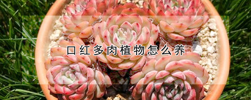 口红多肉植物怎么养