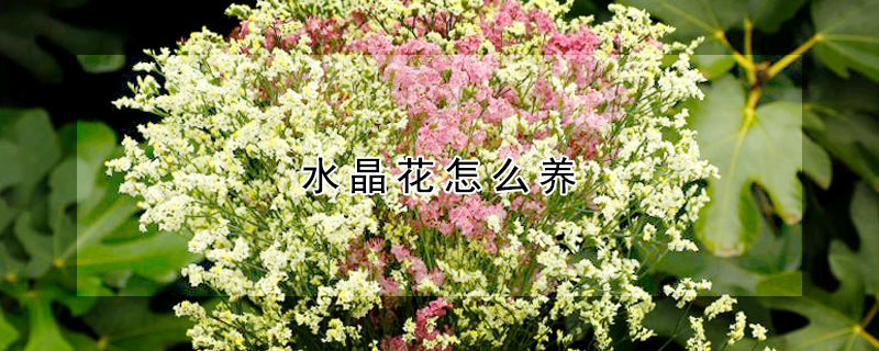 水晶花怎么养