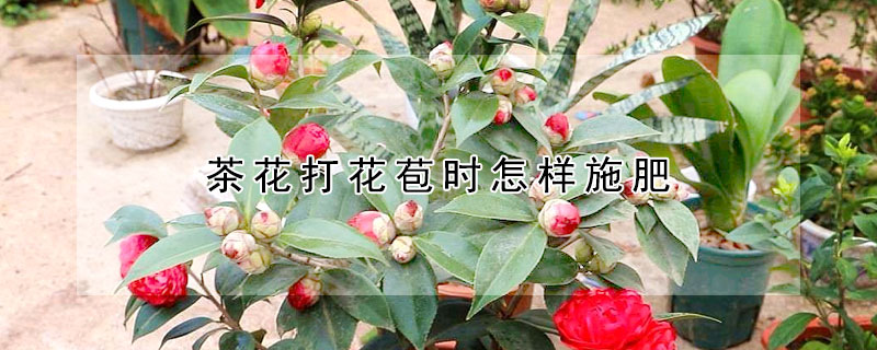 茶花打花苞时怎样施肥