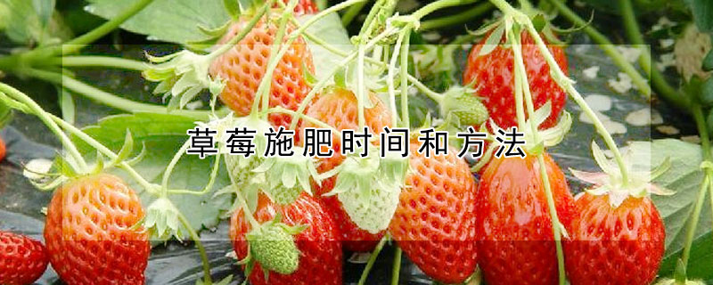 草莓施肥时间和方法