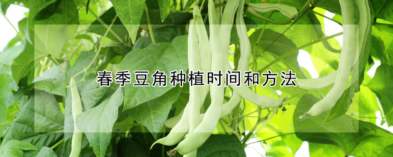 春季豆角种植时间和方法