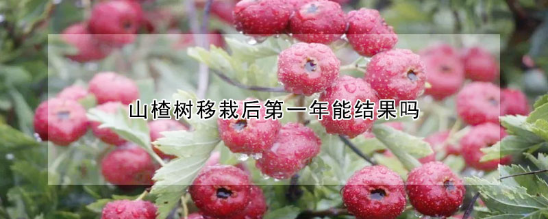 山楂树移栽后第一年能结果吗