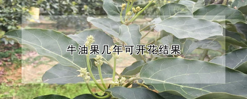 牛油果几年可开花结果