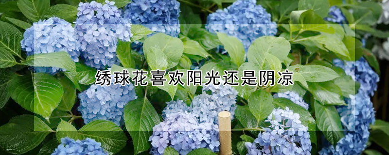 绣球花喜欢阳光还是阴凉