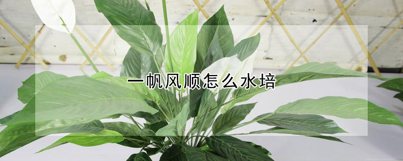 一帆风顺怎么水培