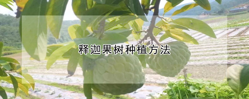 释迦果树种植方法