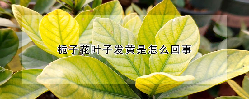 栀子花叶子发黄是怎么回事