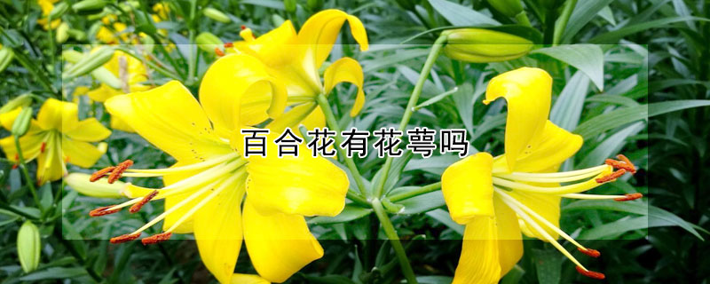 百合花有花萼吗