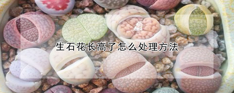 生石花长高了怎么处理方法