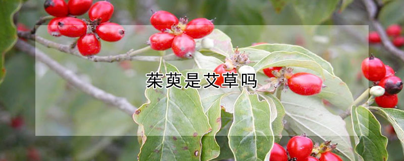 茱萸是艾草吗